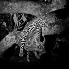 Leoprd in South Luangwa National Park, Zambia.