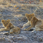 Lion in South Luangwa National Park, Zambia.