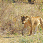 Lion in South Luangwa National Park, Zambia.