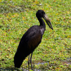Open-billed stork in South Luangwa National Park, Zambia.