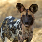 Wild dog in South Luangwa National Park, Zambia.