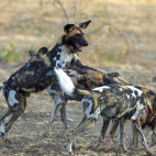 Wild dog in South Luangwa National Park, Zambia.