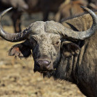 Buffalo in South Luangwa National Park, Zambia.