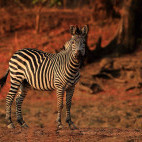 Crawshay's zebra in South Luangwa National Park, Zambia.