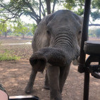 Elephant in South Luangwa, Zambia