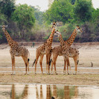 Giraffe in South Luangwa National Park, Zambia