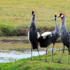 Grey-crowned crane in South Luangwa National Park, Zambia