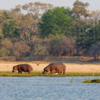 Hippos by the Lower Zambezi River in Zambia