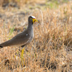 African wattled lapwing in Kafue, Zambia.