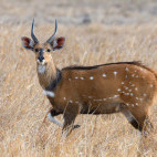 Bushbuck in Kafue, Zambia.