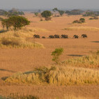 Elephants in Kafue, Zambia.