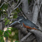 Giant kingfisher in Kafue, Zambia.