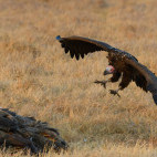 Lappet face vulture in Kafue, Zambia.
