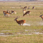 Lechwe in Kafue, Zambia