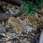 Leopard in Kafue, Zambia.