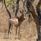 Lichtenstein's hartebeest in Kafue, Zambia.