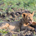 Lion cub in Kafue, Zambia
