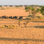 Elephant herd in Kafue National Park, Zambia.