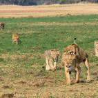 Lion pride in Kafue National Park, Zambia