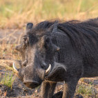 Warthog in Kafue National Park, Zambia