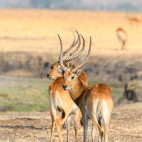 Red lechwe in Kafue, Zambia.