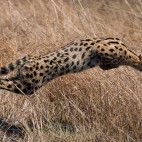 Serval in Kafue, Zambia.
