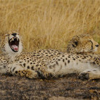 Cheetahs in Kafue, Zambia.