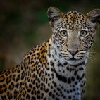 Leopard in Lower Zambezi National Park, Zambia.