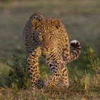 Leopard in Zambia