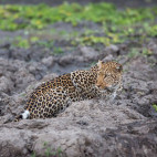Leopard in South Luangwa National Park, Zambia