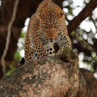 Leopard walking along branch in South Luangwa National Park, Zambia.