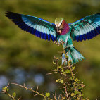 Lilac-breasted roller in Zambia