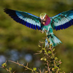 Lilac-breasted roller in Zambia