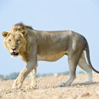 Lion in South Luangwa National Park.