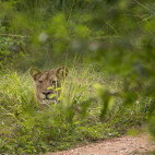 Lioness near Mfuwe River in South Luangwa National Park, Zambia