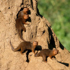 Dwarf mongoose near the Lower Zambezi, Zambia