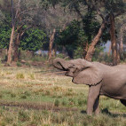 Elephant in Lower Zambezi National Park, Zambia