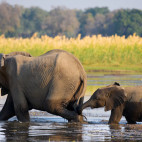 African elephant with baby crossing the Lower Zambezi, Zambia