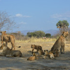 Lioness pride near the Lower Zambezi, Zambia