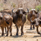 African buffalo in Lower Zambezi National Park, Zambia