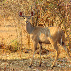 Kudu in Lower Zambezi National Park, Zambia