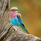 Lilac-breasted roller in Lower Zambezi National Park, Zambia