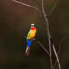 White-fronted bee-eater in Lower Zambezi National Park, Zambia