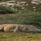 Nile crocodile in Lower Zambezi National Park, Zambia