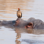 Yellow-billed oxpecker on hippo in South Luangwa National Park, Zambia