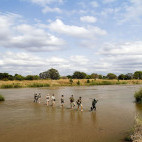 People on a walking safari in South Luangwa National Park, Zambia 