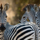 Zebra in South Luangwa National Park, Zambia 