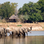 Elephant in South Luangwa National Park, Zambia 