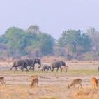Elephant and puku in North Luangwa National Park, Zambia