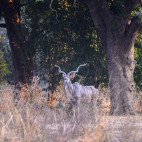 Kudu in North Luangwa National Park, Zambia